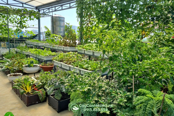 Cây Cảnh Hà Nội cung cấp dịch vụ thi công vườn rau chuyên nghiệp