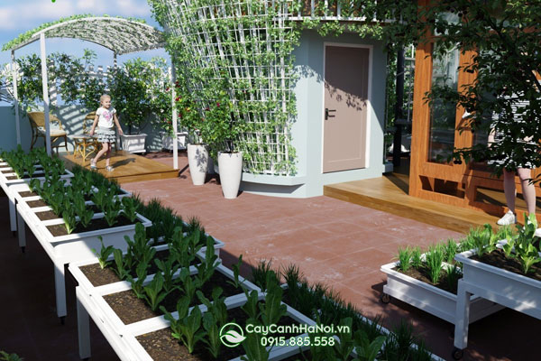 Cây Cảnh Hà Nội cung cấp dịch vụ thiết kế làm vườn rau tại nhà