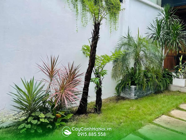 Cây Cảnh Hà Nội cung cấp dịch vụ trồng cây cảnh tại nhà