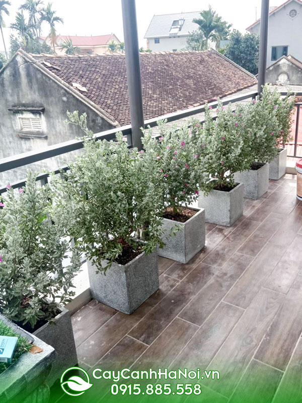 Dịch vụ chăm sóc cây xanh tại nhà ở Hà Nội