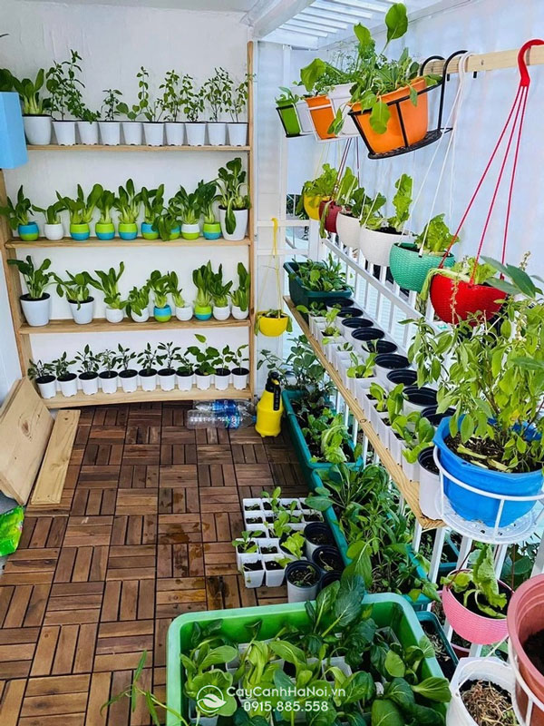 làm vườn rau tại nhà đơn giản