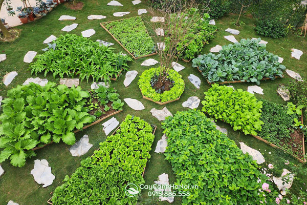 Thiết kế thi công vườn rau trong sân vườn nhà