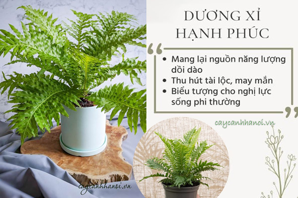 Cây dương xỉ hạnh phúc để bàn hợp phong thủy