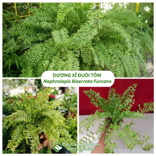 Cây Dương Xỉ Đuôi Tôm - Nephrolepis Biserrata Furcans