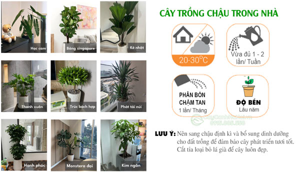 Hướng dẫn chăm sóc cây trồng chậu trong nhà