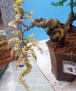 Cần thăng đột biến bonsai