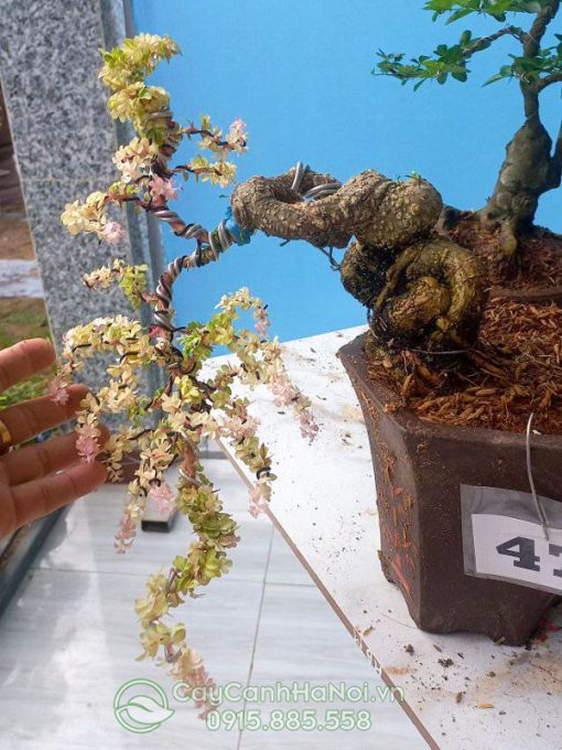 Cần thăng đột biến bonsai