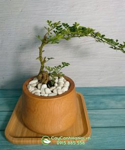 Cần thăng thích hợp trồng làm cây cảnh bonsai