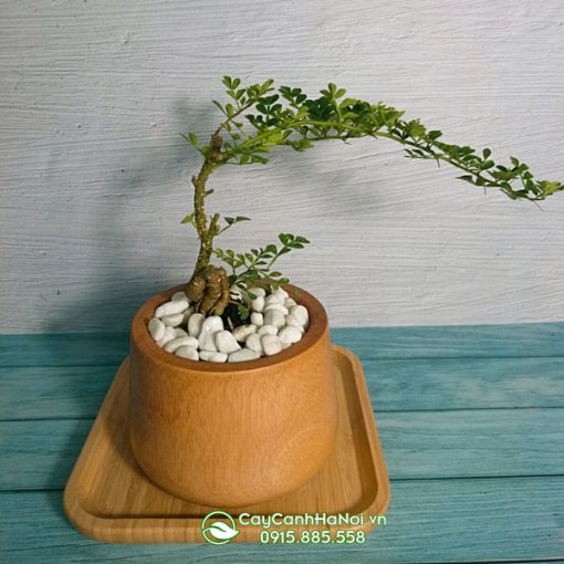 Cần thăng thích hợp trồng làm cây cảnh bonsai