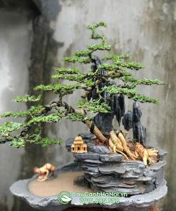 Cây cần thăng trồng bonsai