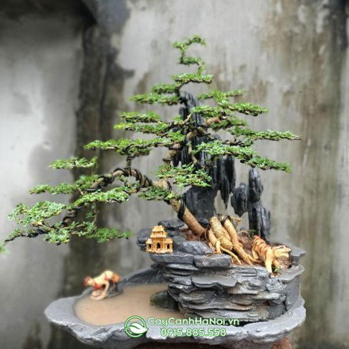 Cây cần thăng trồng bonsai