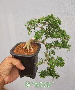 Cây cần thăng bonsai giống