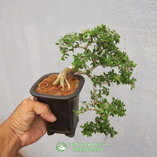 Cây cần thăng bonsai giống