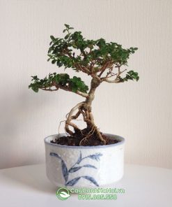 Cây cần thăng bonsai trang trí bàn làm việc