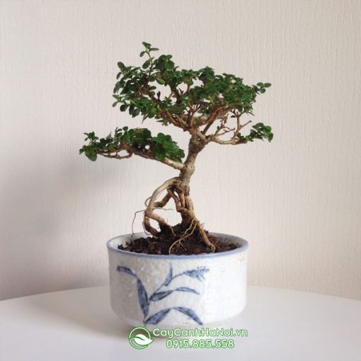 Cây cần thăng bonsai trang trí bàn làm việc