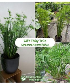 Cây thủy trúc