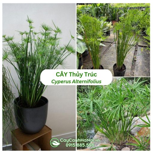 Cây thủy trúc