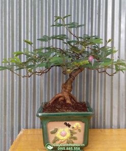 Cây bonsai trinh nữ trồng chậu vuông đẹp