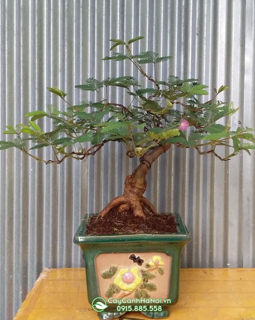 Cây bonsai trinh nữ trồng chậu vuông đẹp