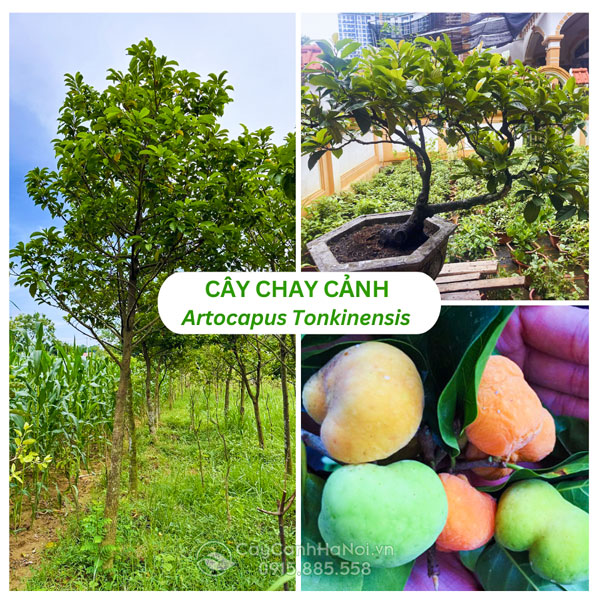 Cây chay cảnh