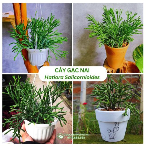 Cây gạc nai