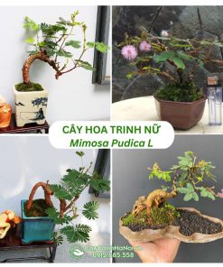 Cây hoa trinh nữ bonsai