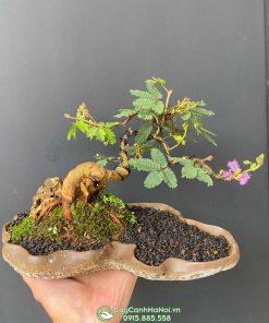 Cây trinh nữ bonsai để bàn đẹp