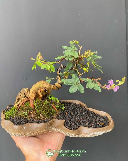 Cây trinh nữ bonsai để bàn đẹp