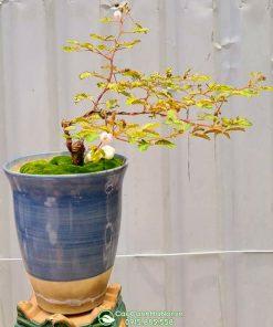 Cây trinh nữ bonsai trồng chậu đẹp