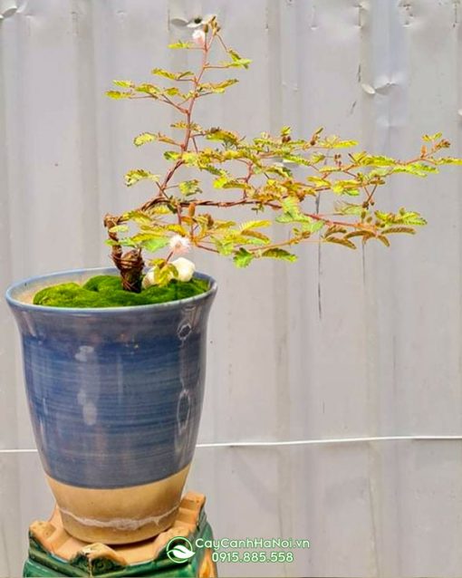 Cây trinh nữ bonsai trồng chậu đẹp