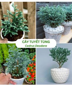 Cây tuyết tùng