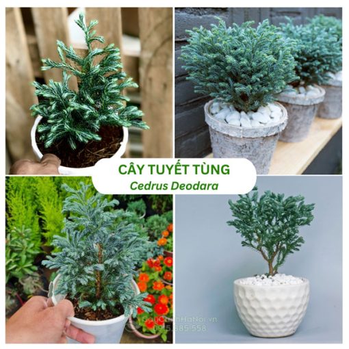 Cây tuyết tùng