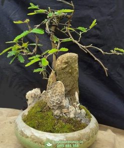 Chậu hoa trinh nữ bonsai đẹp