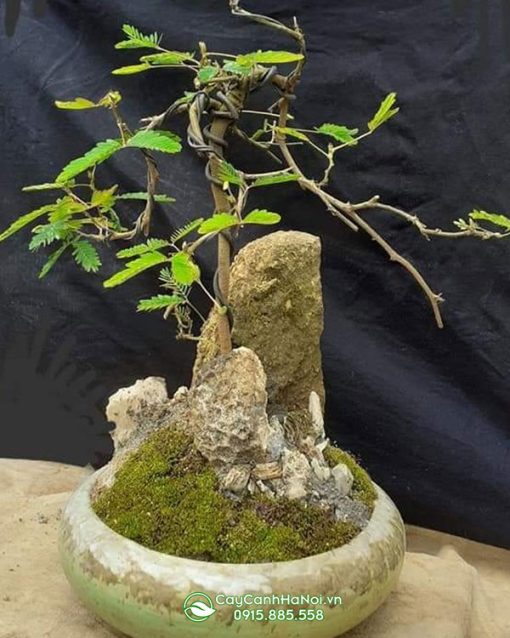 Chậu hoa trinh nữ bonsai đẹp