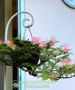 Công dụng cây hoa trinh nữ bonsai