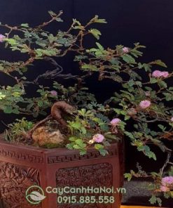 Cửa hàng bán cây bonsai trinh nữ tại Hà Nội