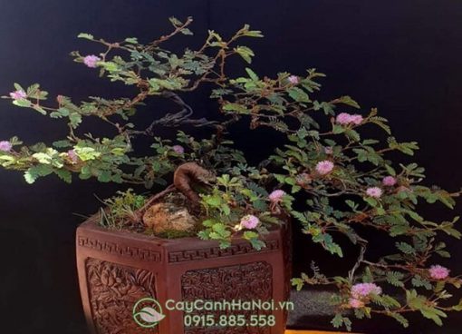 Cửa hàng bán cây bonsai trinh nữ tại Hà Nội