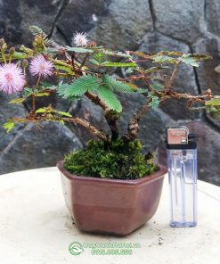 Đặc điểm cây hoa trinh nữ bonsai