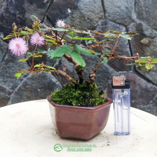 Đặc điểm cây hoa trinh nữ bonsai