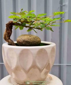 Hoa trinh nữ bonsai có khả năng trừ tà