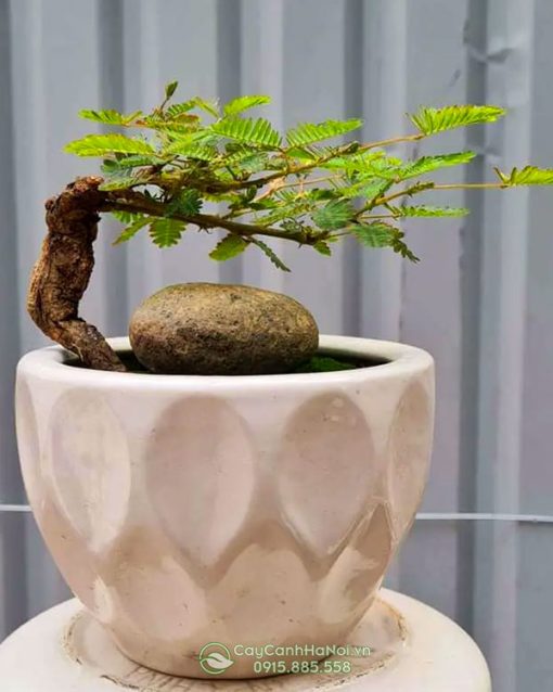 Hoa trinh nữ bonsai có khả năng trừ tà