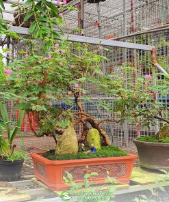 Hướng dẫn cách trồng và chăm sóc cây trinh nữ bonsai