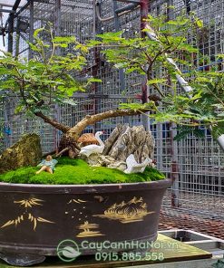 Nơi bán cây bonsai trinh nữ đẹp tại Hà Nội