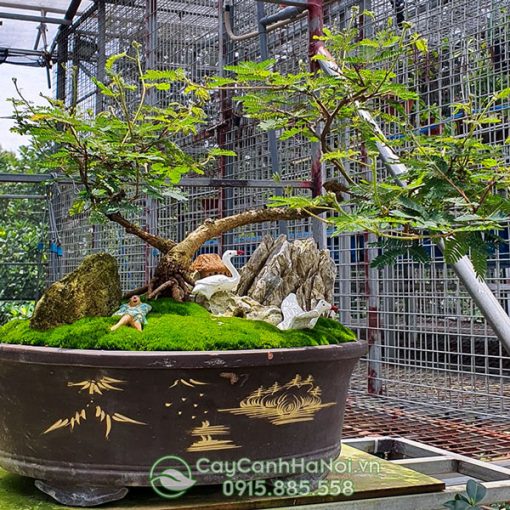 Nơi bán cây bonsai trinh nữ đẹp tại Hà Nội