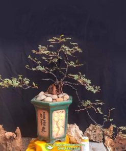 Shop bán cây trinh nữ bonsai tại Hà Nội