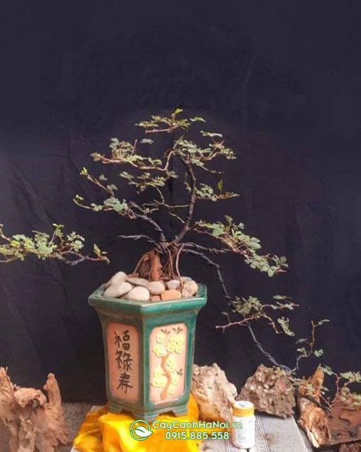 Shop bán cây trinh nữ bonsai tại Hà Nội