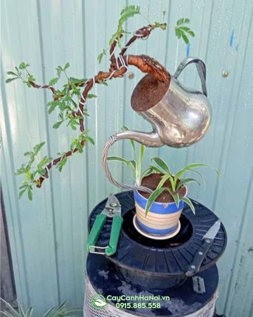 Tiểu cảnh cây bonsai trinh nữ đẹp