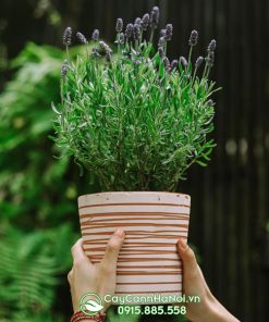 Bán cây hoa lavender tại Hà Nội