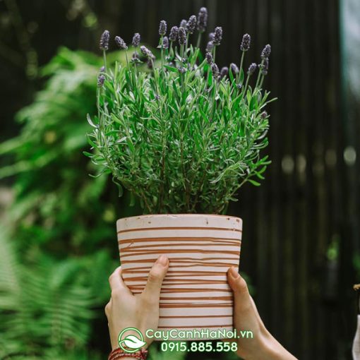 Bán cây hoa lavender tại Hà Nội