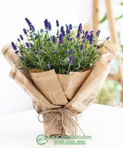 Cây lavender đại diện cho sự giàu sang phú quý